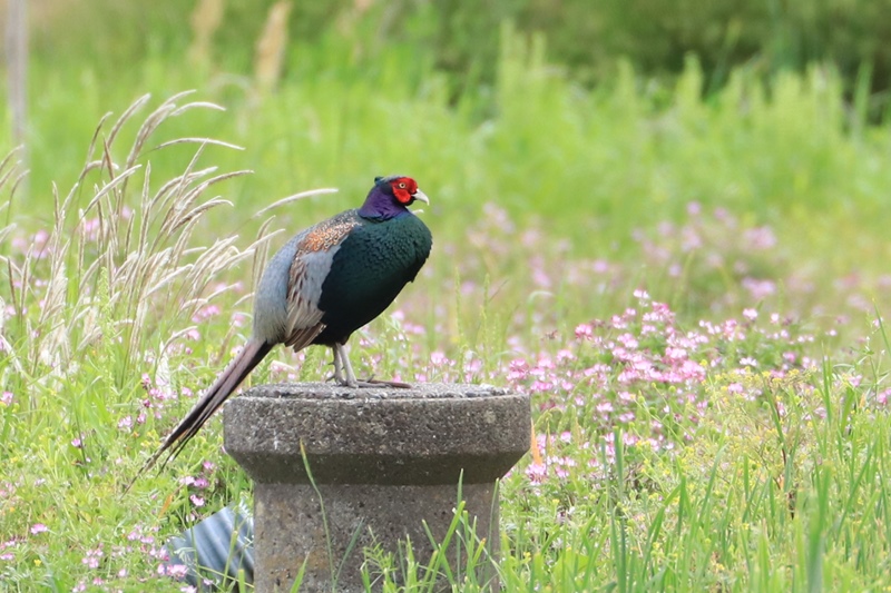 土管のステージで母衣打ちするキジ Happy Cafe Vol 2