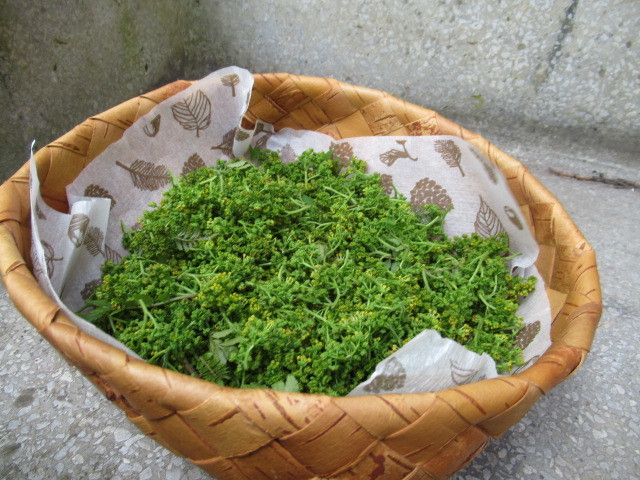花山椒のしゃぶしゃぶ 貴重な旬の味覚をいただく ぴきょログ 軽井沢でぐーたら生活