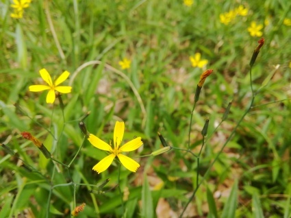 畦の花、庭の花…_b0368362_08133538.jpg