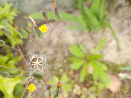 畦の花、庭の花…_b0368362_08152844.jpg