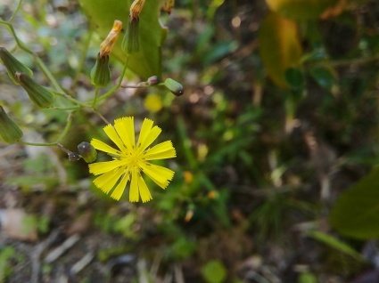 畦の花、庭の花…_b0368362_08162040.jpg