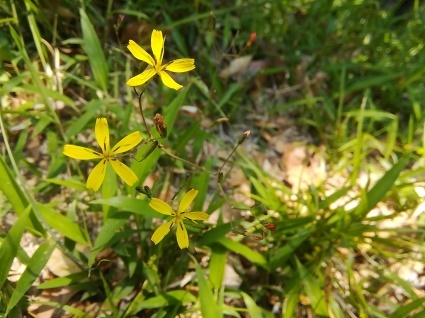 畦の花、庭の花…_b0368362_08171952.jpg