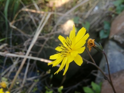 畦の花、庭の花…_b0368362_08190842.jpg