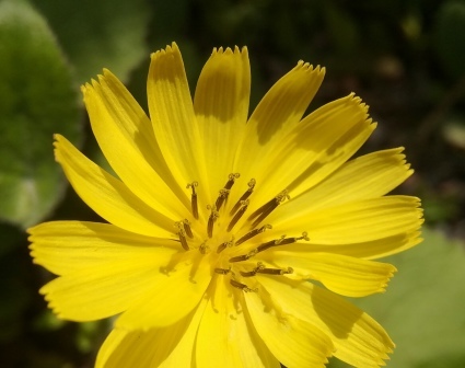 畦の花、庭の花…_b0368362_08195584.jpg
