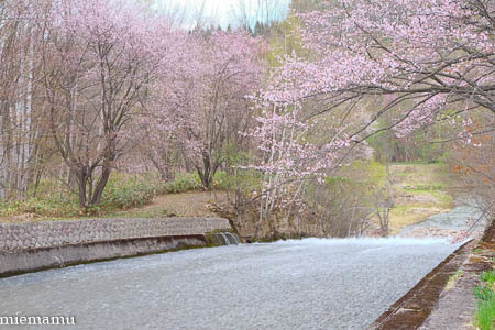聖台ダムの桜vol.2~5月の美瑛_d0340565_20102790.jpg