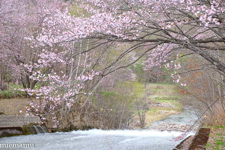 聖台ダムの桜vol.2~5月の美瑛_d0340565_20103425.jpg