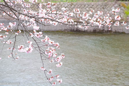 聖台ダムの桜vol.2~5月の美瑛_d0340565_20104203.jpg