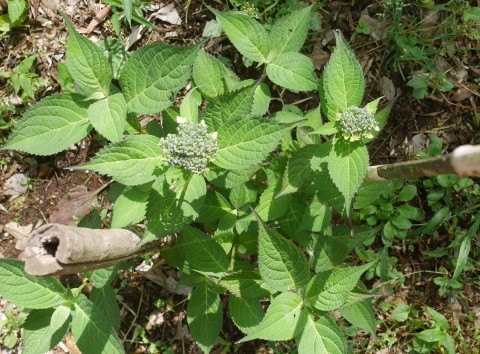 六国見山に植樹したヤマアジサイ開花始まる5・12_c0014967_15340545.jpg