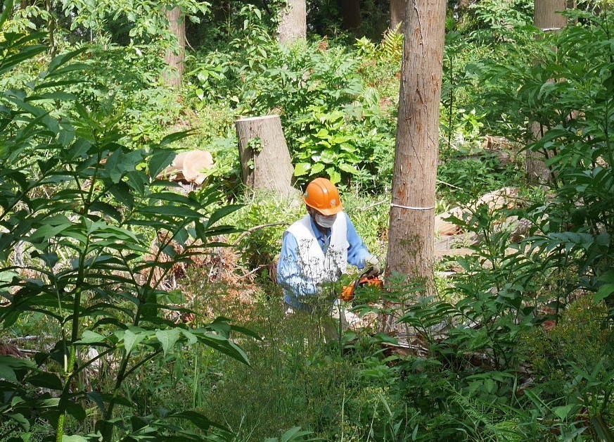 山桜の植樹念頭にチェンソーで台風被害木を処理5・12_c0014967_16313807.jpg