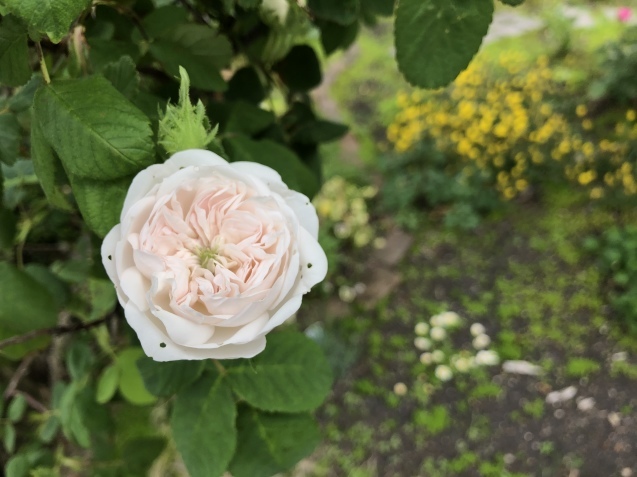 マダム アルディ。_a0394574_12500328.jpeg