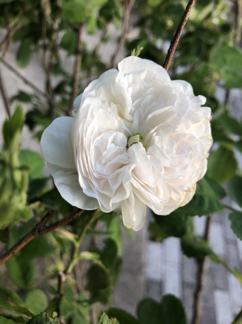 マダム アルディ。_a0394574_22214717.jpeg