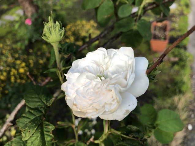 マダム アルディ。_a0394574_22240047.jpeg