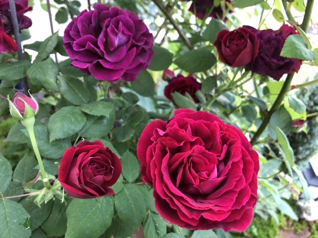 マダム アルディ。_a0394574_22333423.jpeg