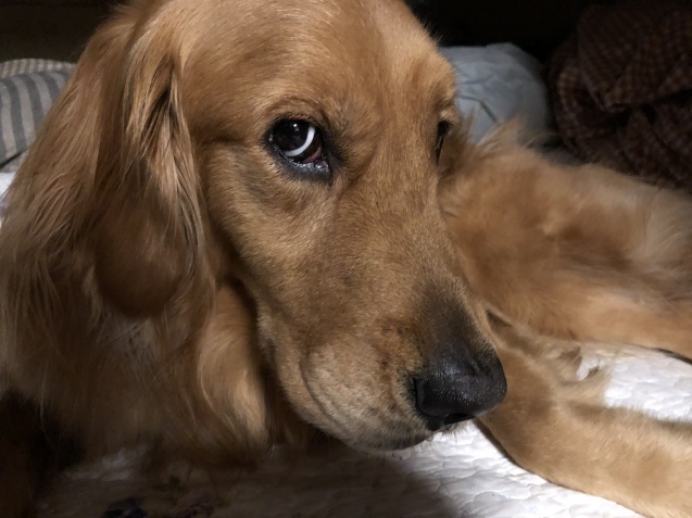 マダム アルディ。_a0394574_23005820.jpeg