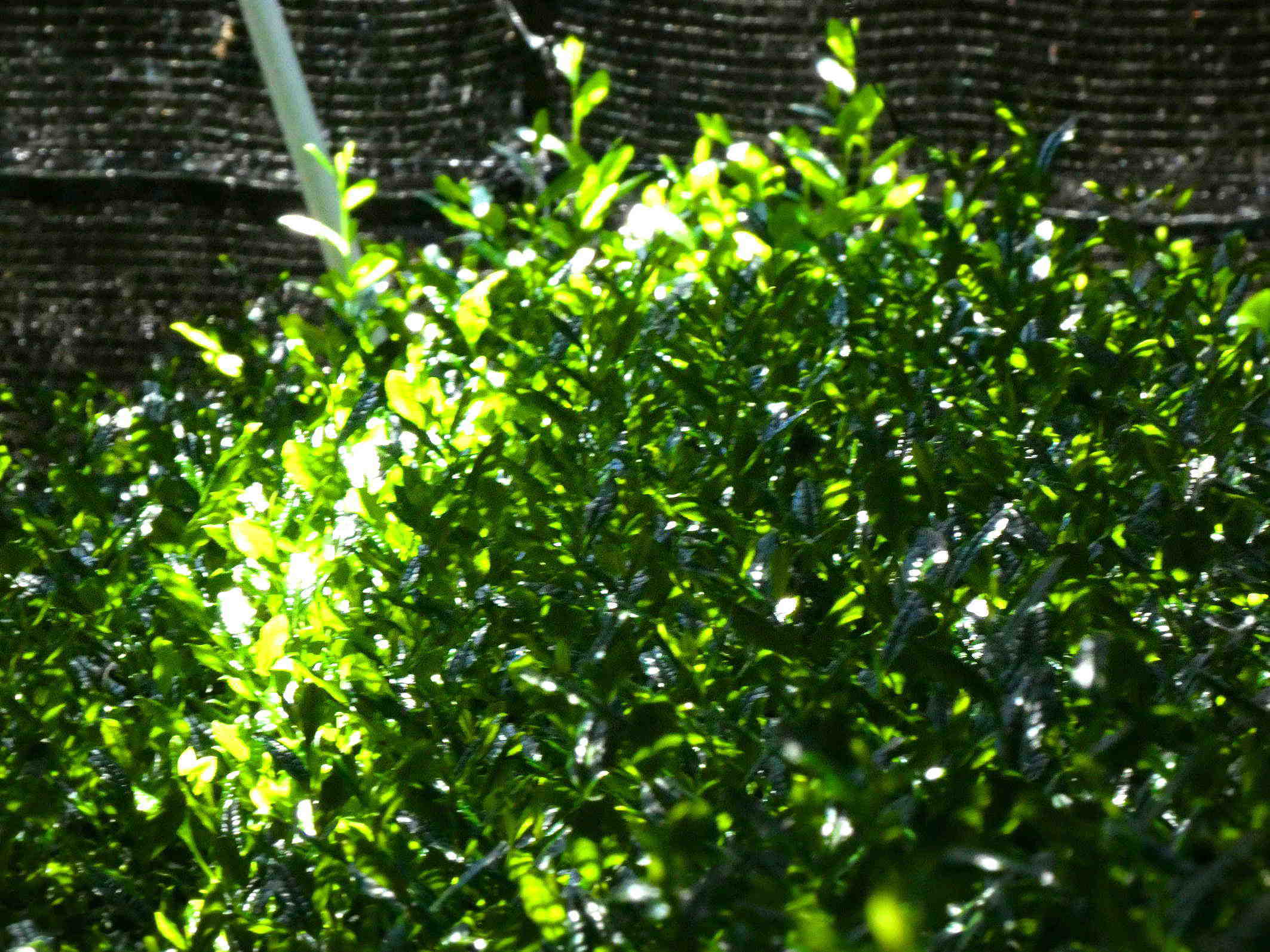 お茶の伝統 人間の絆に新しい想いを織り込んでいく Tea tradition Add new feelings to the deep bond between humans. _a0391480_19502498.jpg