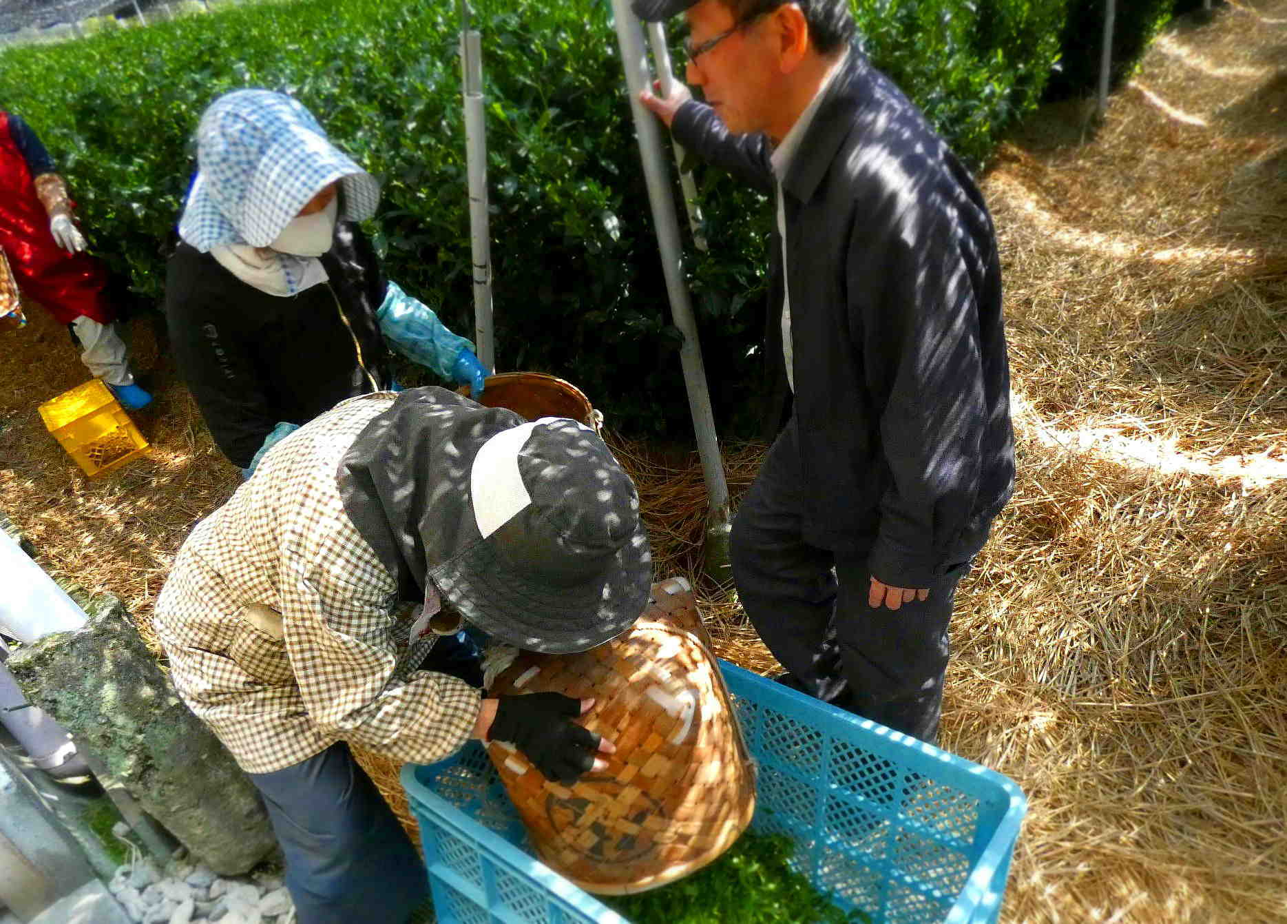 お茶の伝統 人間の絆に新しい想いを織り込んでいく Tea tradition Add new feelings to the deep bond between humans. _a0391480_19504860.jpg