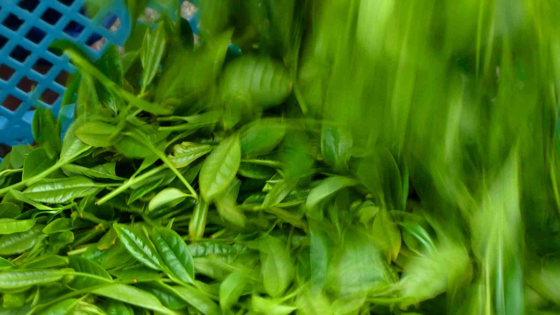 お茶の伝統 人間の絆に新しい想いを織り込んでいく Tea tradition Add new feelings to the deep bond between humans. _a0391480_19531639.jpg