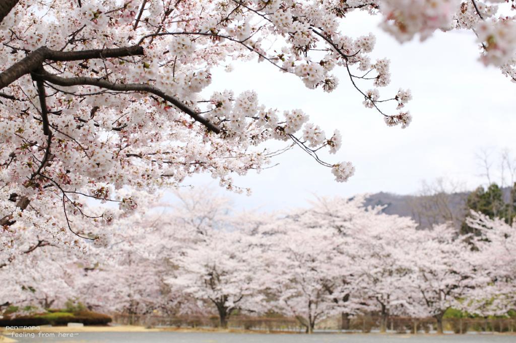 思いは来春へ_c0356480_20200165.jpg