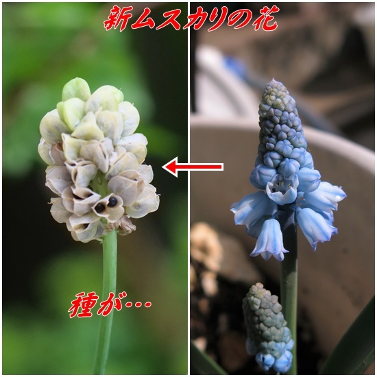 新ムスカリの種 ポポの日記と花とドライブ