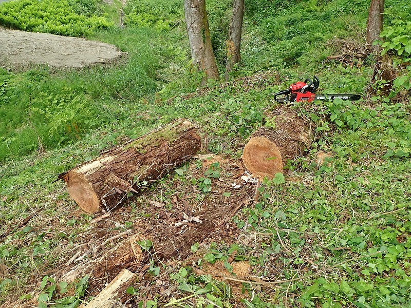 兼業農家は山へ柴刈りに行きました!_c0336902_20332844.jpg