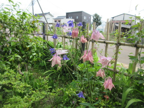 魚沼山菜・灰汁巻用意など_a0203003_14120392.jpg