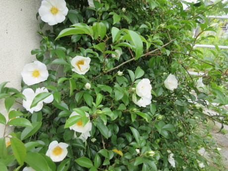 魚沼山菜・灰汁巻用意など_a0203003_14121805.jpg