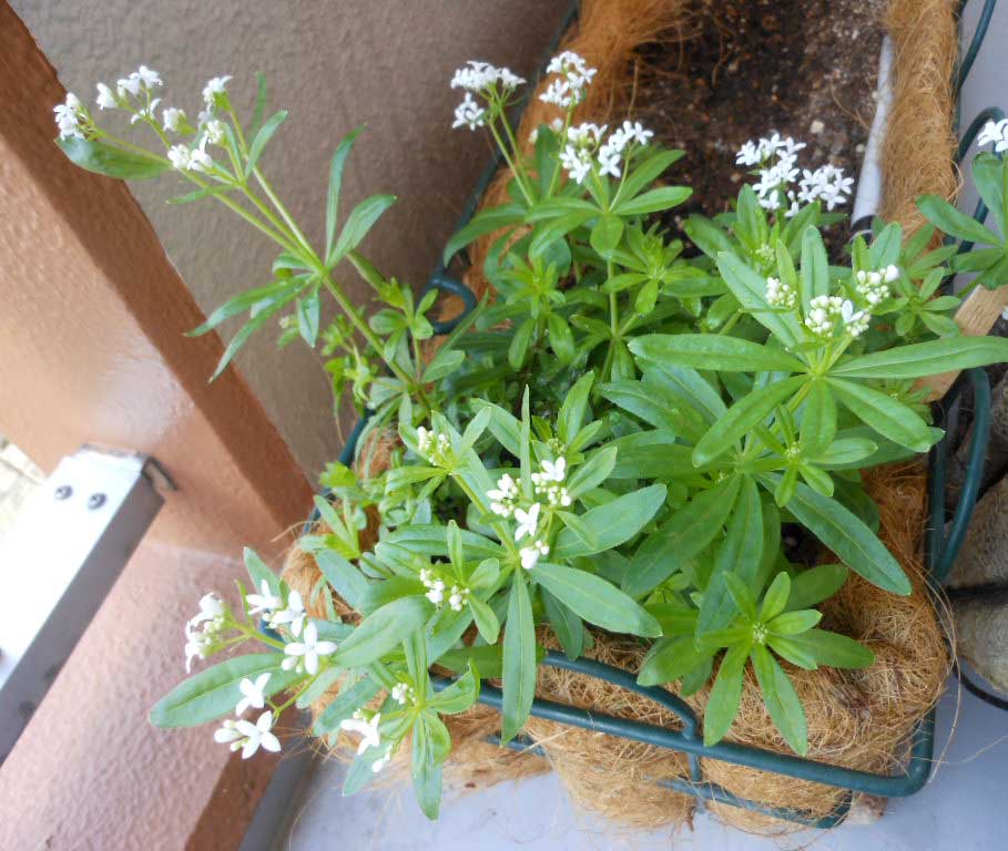 サギソウの植え替え いとしの花と２匹のネコ