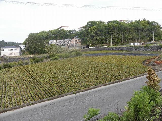 刈り取り間近の茶畑を行く　　こどもの日に歩いた朝の散歩「総合運動公園コース」_f0141310_07370059.jpg