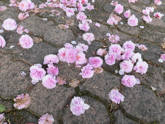 刈り取り間近の茶畑を行く こどもの日に歩いた朝の散歩「総合運動公園コース」_f0141310_07372326.jpg