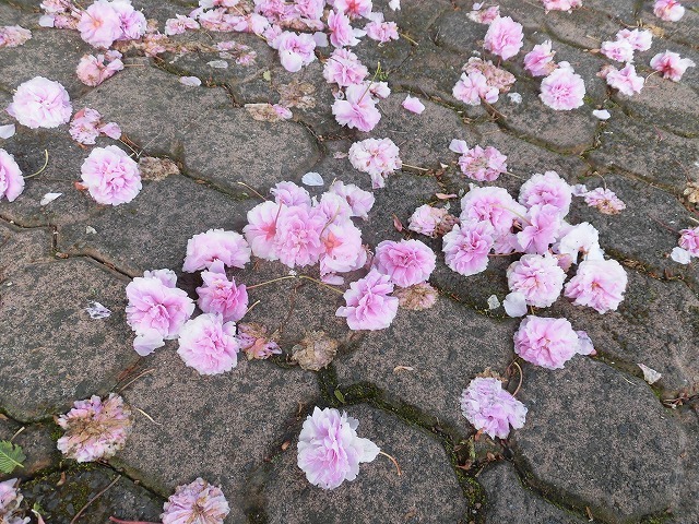 刈り取り間近の茶畑を行く　　こどもの日に歩いた朝の散歩「総合運動公園コース」_f0141310_07372326.jpg