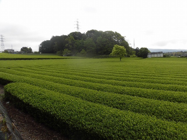 刈り取り間近の茶畑を行く　　こどもの日に歩いた朝の散歩「総合運動公園コース」_f0141310_07382142.jpg