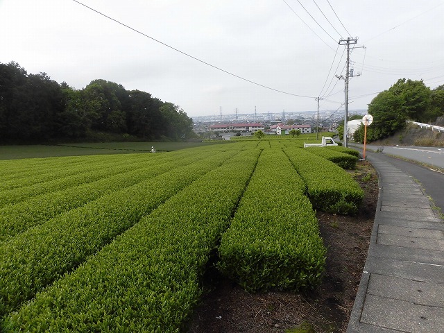 刈り取り間近の茶畑を行く　　こどもの日に歩いた朝の散歩「総合運動公園コース」_f0141310_07382959.jpg