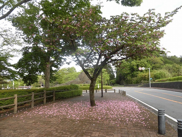 刈り取り間近の茶畑を行く　　こどもの日に歩いた朝の散歩「総合運動公園コース」_f0141310_07383827.jpg