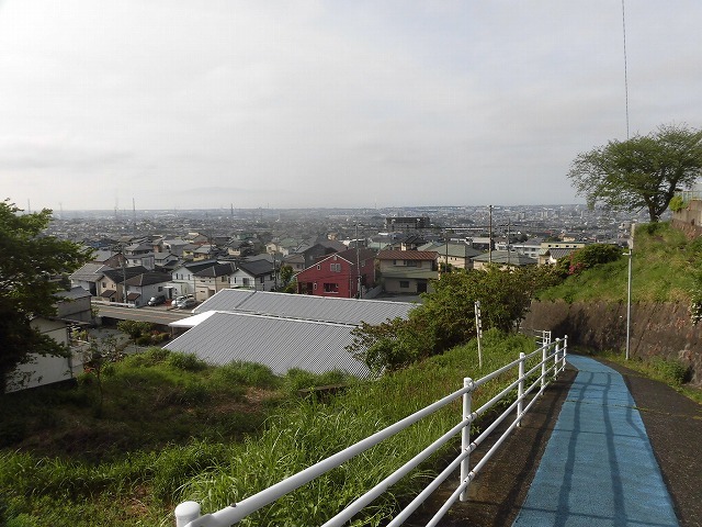 刈り取り間近の茶畑を行く こどもの日に歩いた朝の散歩「総合運動公園コース」_f0141310_07384882.jpg