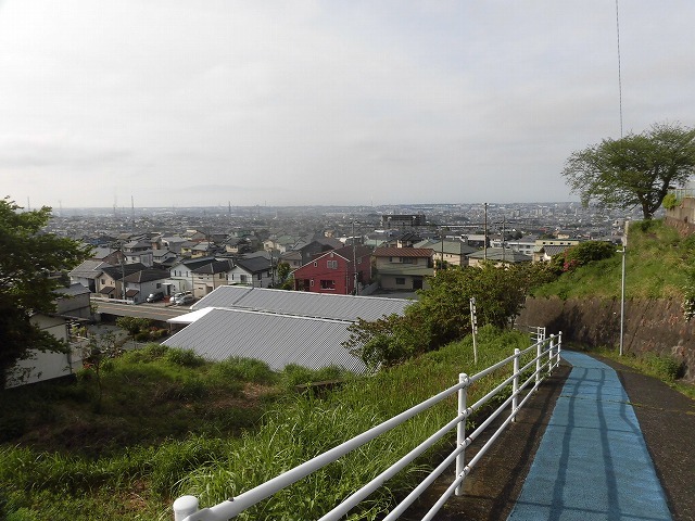 刈り取り間近の茶畑を行く　　こどもの日に歩いた朝の散歩「総合運動公園コース」_f0141310_07384882.jpg