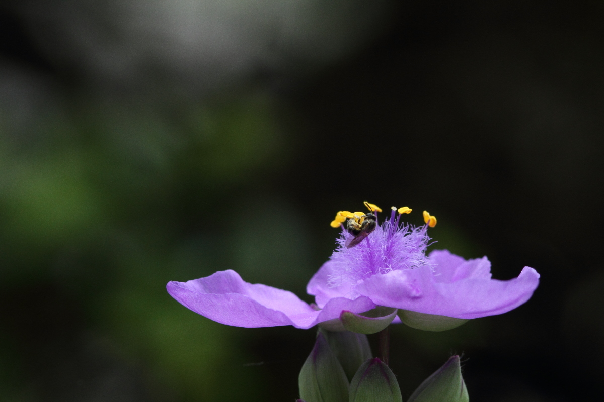 コハナバチ科のハチ ? 紫露草の花で_f0369315_11330413.jpg