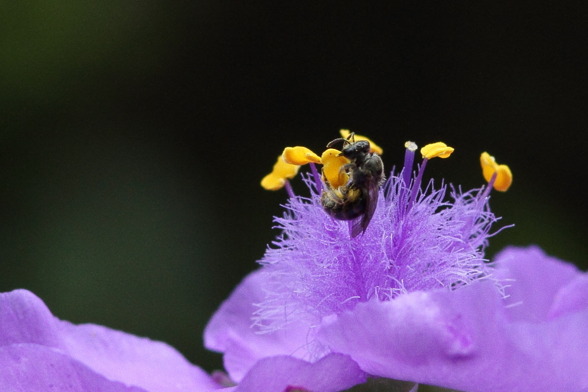 コハナバチ科のハチ ? 紫露草の花で_f0369315_11330429.jpg