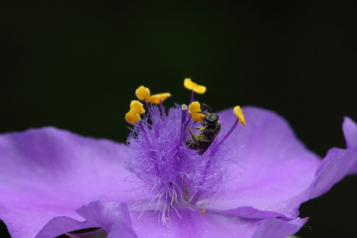 コハナバチ科のハチ ? 紫露草の花で_f0369315_11330485.jpg
