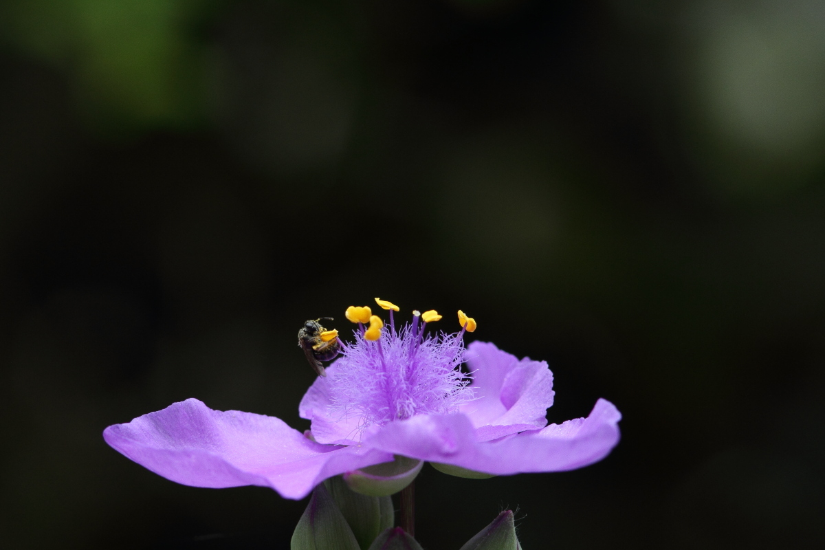 コハナバチ科のハチ ? 紫露草の花で_f0369315_11330490.jpg