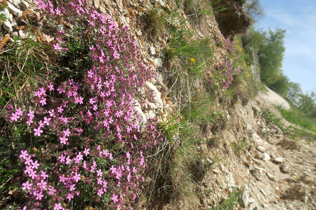 花に満ち眺めうつくしアクート山、ウンブリア_f0234936_714159.jpg