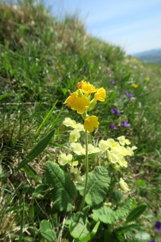 花に満ち眺めうつくしアクート山、ウンブリア_f0234936_7485497.jpg