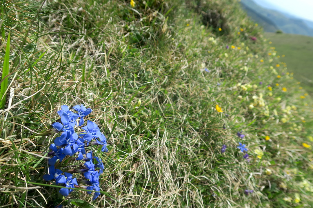 花に満ち眺めうつくしアクート山、ウンブリア_f0234936_7591171.jpg