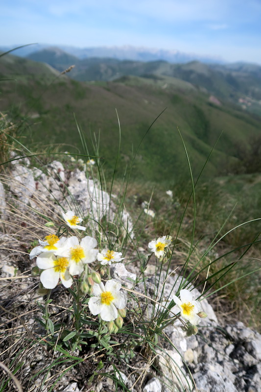 花に満ち眺めうつくしアクート山、ウンブリア_f0234936_813183.jpg