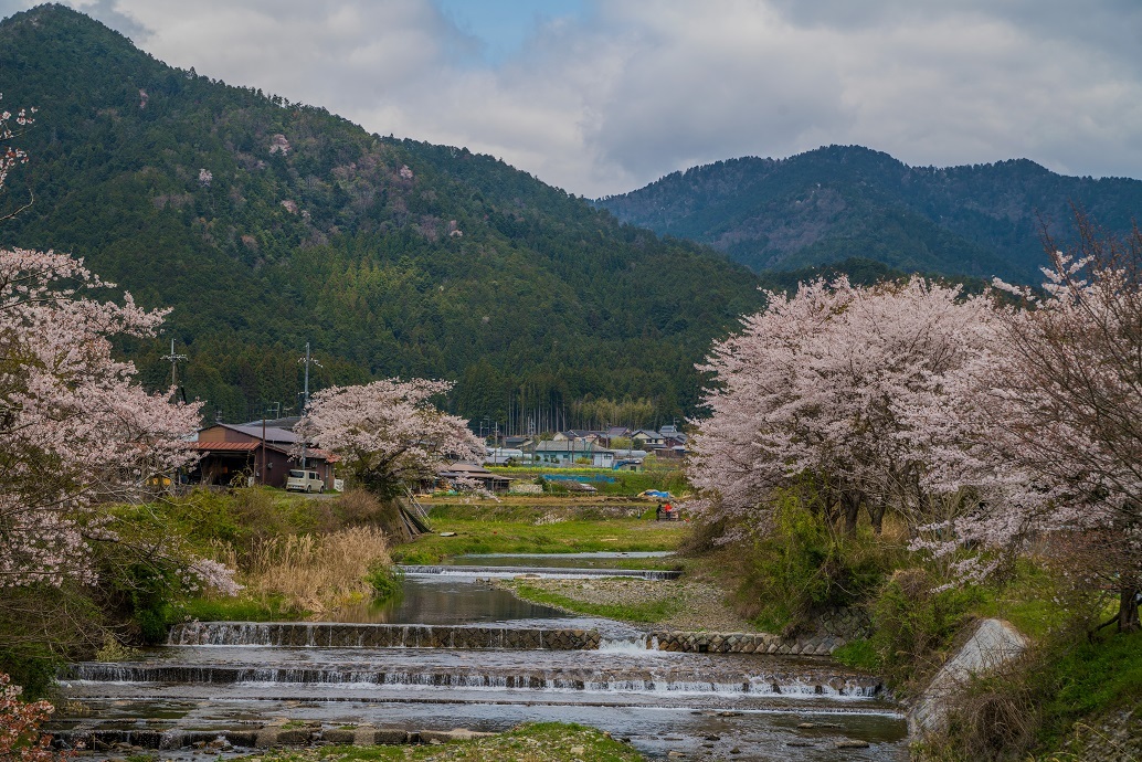 2020京都桜～高野川上流（大原）の桜_e0363038_13065397.jpg