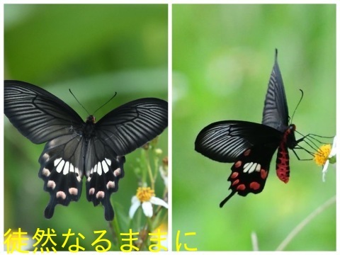 地域差における シロオビアゲハ ♀ ベニモン型の違い : 徒然なる