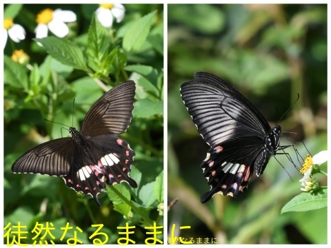 シロオビアゲハ、ベニモン型外39頭 毒蝶に似せる擬態の謎 | 東京大学