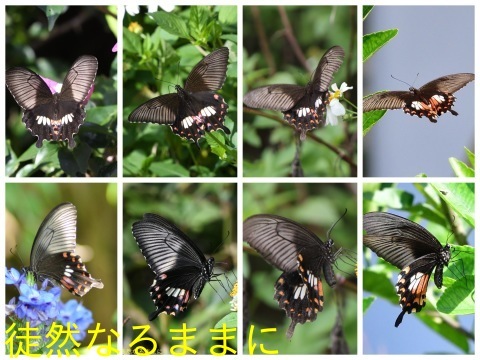 地域差における シロオビアゲハ ♀ ベニモン型の違い : 徒然なる