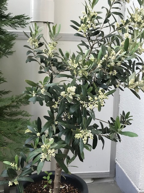 オリーヴの木に花がたくさん咲きました。_f0172744_1551353.jpg