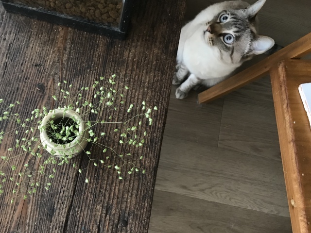 ピン_d0101846_19171688.jpeg