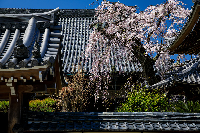 2020桜咲く奈良 偶然見つけたお寺にて（吉野郡下市） : 花景色